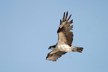 Fototapeta premium Osprey, Pandion haliaetus, in flight