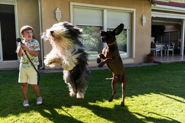 Energetic dogs jumping with playful child, outdoor games.
