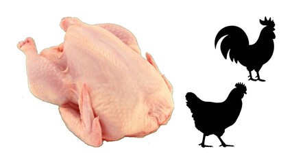 Fresh raw chicken ready for cooking alongside hen and rooster silhouettes on white background
