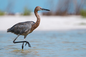 Egret. Reddish Egret or Egretta rufescens. Florida wildlife bird. Animals photographer. Reddish Egret with chestnut head, gray plumage and dark slender beak wading gracefully in shallow salt water