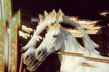 kaleidoscopic horse behind bars