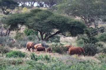 Majestic elephants roam lush African savanna landscape