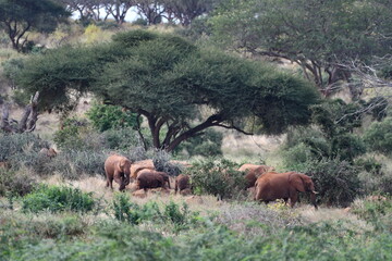 Wild elephants roam savanna under acacia trees
