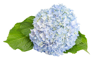 Fresh pale blue hydrangea flower head with leaves cut out