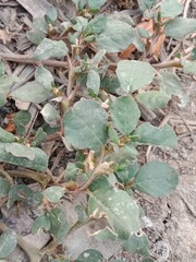 trianthema portulacastrum plant or desert horsepurslane leaves or black pigweed plant body pattern or  giant pigweed leaves pattern in the garden 