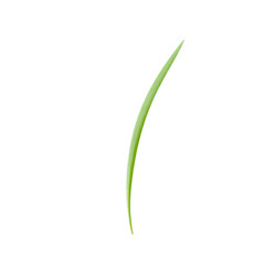 Fototapeta premium long thin green grass blade isolated on transparent background in clean natural plant detail illustration