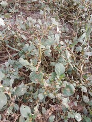 trianthema portulacastrum plant or desert horsepurslane leaves or black pigweed plant body pattern or  giant pigweed leaves pattern in the garden 
