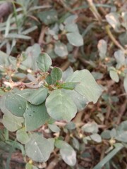 trianthema portulacastrum plant or desert horsepurslane leaves or black pigweed plant body pattern or  giant pigweed leaves pattern in the garden 