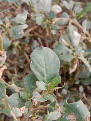 trianthema portulacastrum plant or desert horsepurslane leaves or black pigweed plant body pattern or  giant pigweed leaves pattern in the garden 