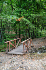Green Forest in the Autumn Mountain with Wooden Bridge. Vitosha mountain ,Bulgaria 