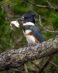 Belted Kingfisher searching for a meal