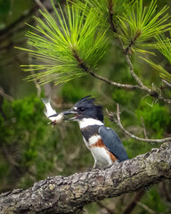 Belted Kingfisher searching for a meal