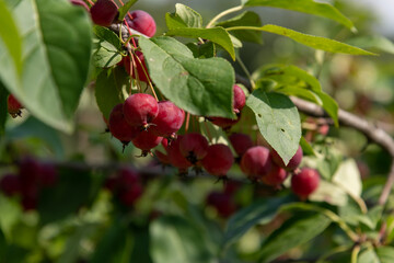Red berries grow on a branch surrounded by green leaves in sunny weather