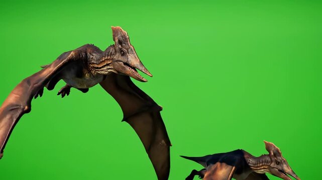 Two majestic pterodactyls soar through the sky casting dramatic shadows on a vibrant green screen background, perfect for historical documentaries and fantasy films.