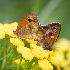 Small heaths butterflies 