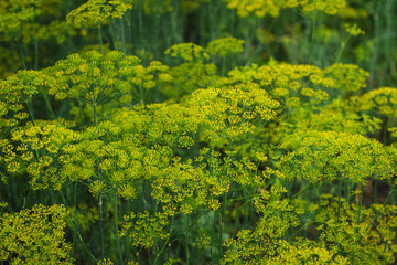 many blooming dill umbrellas on the field in summer