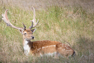 Fallow deer resting in grass