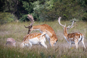 Fallow deers mating