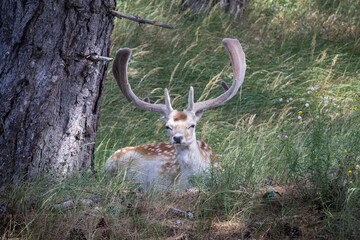 Fallow deer resting
