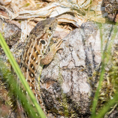 Lizard in wood