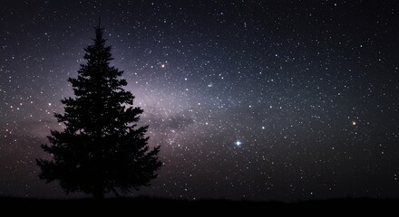 Silhouette tree night sky