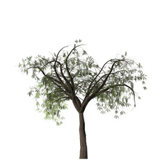 Obraz premium A single tree with green leaves and a brown trunk isolated against a solid black background in the center
