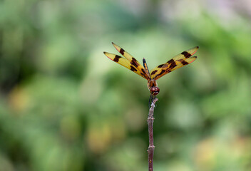 Close up of Dragonfly