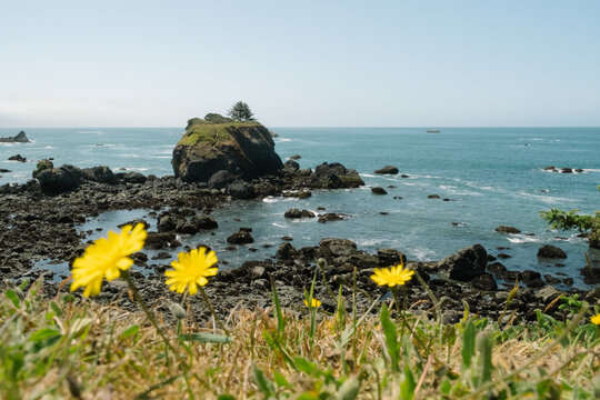 Dandelions and Beach Landscape in Crescent City, California