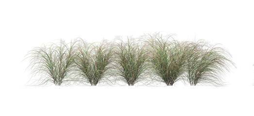 3d render of Anemanthele lessoniana  , isolated over transparent background, PNG cut-out