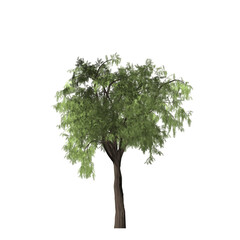 A tree with green leaves and a brown trunk isolated against a black background in a digital rendering