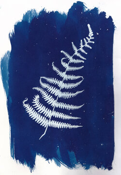 Cyanotype of fern leaf