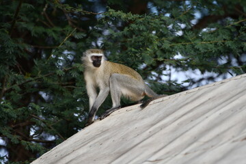 Curious monkey perched on roof amidst lush green foliage