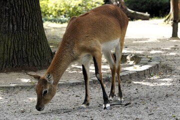 Wildlife photography: Close up of a Kafue lechwe (Kobus leche kafuensis), a subspecies of southern lechwe with red fur, grazing in the Kafue Flats, Zambia