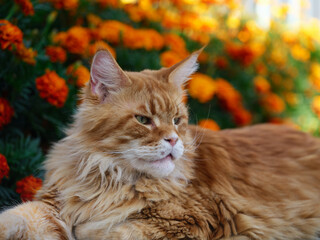A red Maine Coon cat lying in a garden and looking off in to the distance. Close up.