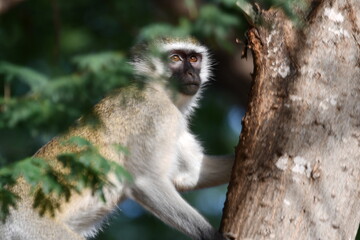 Curious monkey clings to tree, observing surroundings intently