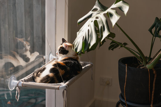 Cat relaxing by the window in Melbourne during winter