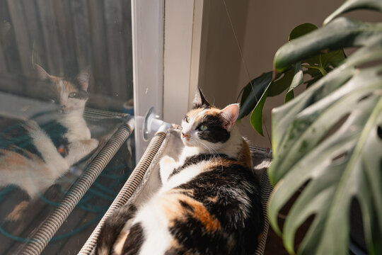 A calico cat watching outside throuth glass window 