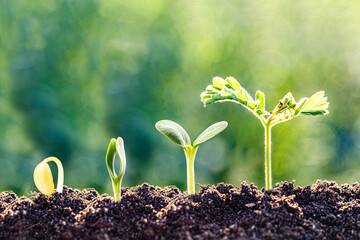 Fresh seedlings sprouting in soil showing stages of plant growth, from seed to young leaves, perfect for agriculture, nature, and eco design concepts.