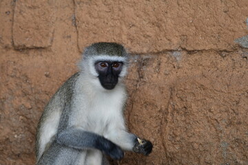 Curious monkey with bright eyes looking intently at viewer