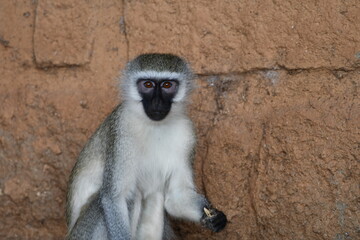 Curious vervet monkey with intelligent eyes sits near rock