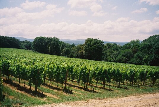 Vineyards Thrive Beneath Summer Sky