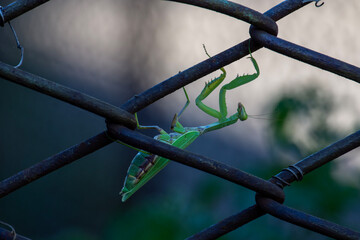A large green female praying mantis. Close-up. Insects.