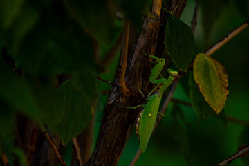 A large green female praying mantis. Close-up. Insects.
