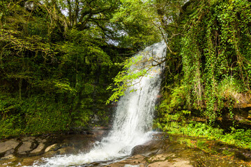 Tranquil woodland scene with a waterfall in the lush Welsh countryside