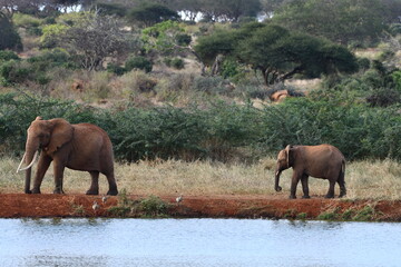 Fototapeta premium Majestic elephants near water in African savanna