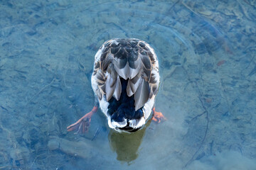 Duck diving underwater in lake