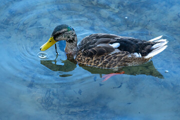 Mallard duck gliding on water
