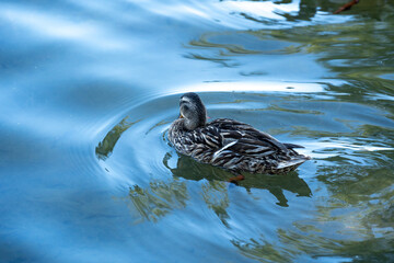 Mallard duck swimming in lake water