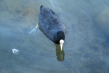 Eurasian coot swimming on lake water 