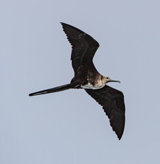 Magnificent Frigatebird